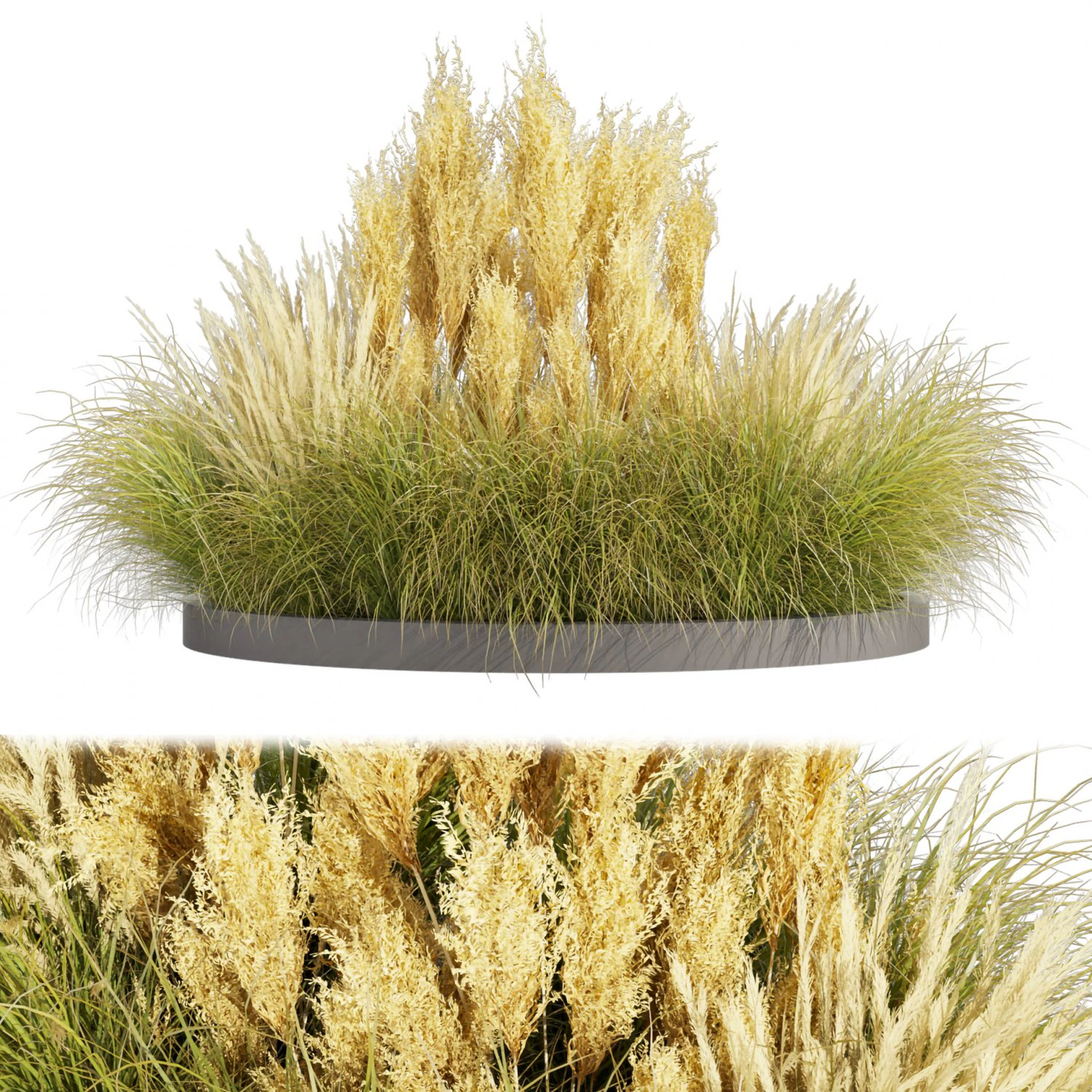 Collection plant vol 521 - grass - Northwind - pampas - Switchgrass 3D Model .c4d .max .obj .3ds .fbx .stl .blend 