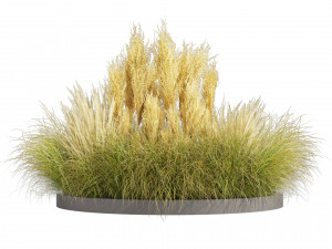 Collection plant vol 521 - grass - Northwind - pampas - Switchgrass 3D Model