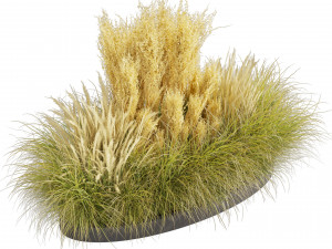 Collection plant vol 521 - grass - Northwind - pampas - Switchgrass 3D Model