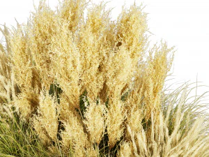 Collection plant vol 521 - grass - Northwind - pampas - Switchgrass 3D Model
