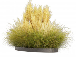 Collection plant vol 521 - grass - Northwind - pampas - Switchgrass 3D Model