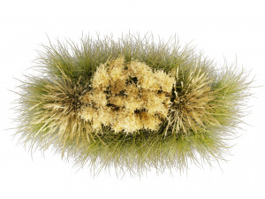 Collection plant vol 521 - grass - Northwind - pampas - Switchgrass 3D Model