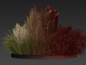 Collection plant vol 521 - grass - Northwind - pampas - Switchgrass 3D Model