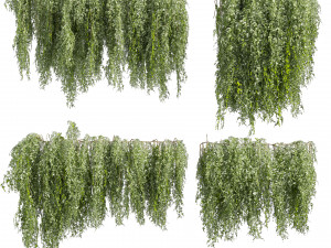 Collection plant vol 522 - bush - Outdoor - ivy 3D Model