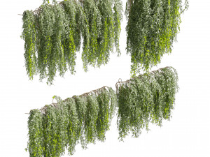 Collection plant vol 522 - bush - Outdoor - ivy 3D Model