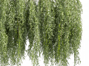 Collection plant vol 522 - bush - Outdoor - ivy 3D Model