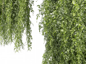 Collection plant vol 522 - bush - Outdoor - ivy 3D Model