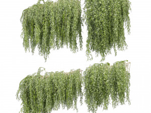 Collection plant vol 522 - bush - Outdoor - ivy 3D Model