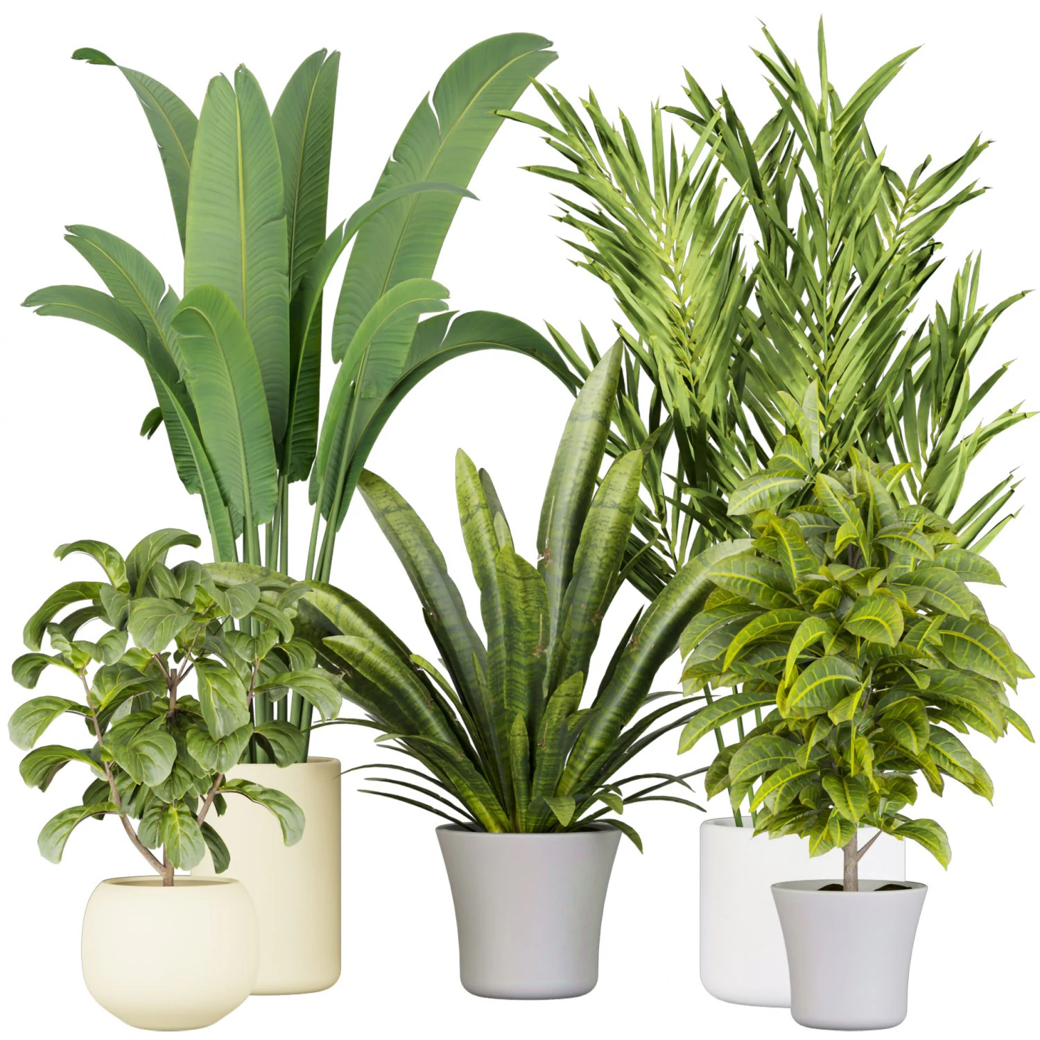 Collection plant vol 524 - banana - hanging - croton - fiddle 3D Model .c4d .max .obj .3ds .fbx .stl .blend 