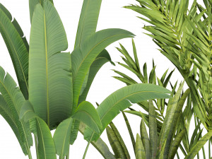 Collection plant vol 524 - banana - hanging - croton - fiddle 3D Модель