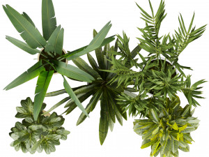 Collection plant vol 524 - banana - hanging - croton - fiddle 3D Модель