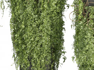 Collection plant vol 524 - banana - hanging - croton - fiddle 3D Model