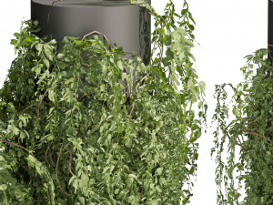 Collection plant vol 524 - banana - hanging - croton - fiddle 3D Модель