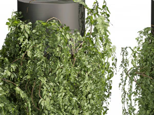 Collection plant vol 524 - banana - hanging - croton - fiddle 3D Model