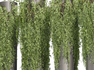 Collection plant vol 524 - banana - hanging - croton - fiddle 3D Модель