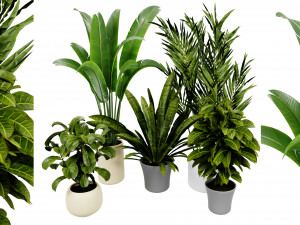 Collection plant vol 524 - blender model 3D Model
