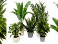 Collection plant vol 524 - blender model Model 3D