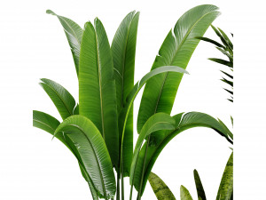 Collection plant vol 524 - blender model Modelo 3D