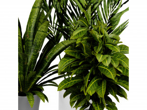 Collection plant vol 524 - blender model Modelo 3D