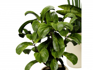 Collection plant vol 524 - blender model Modelo 3D