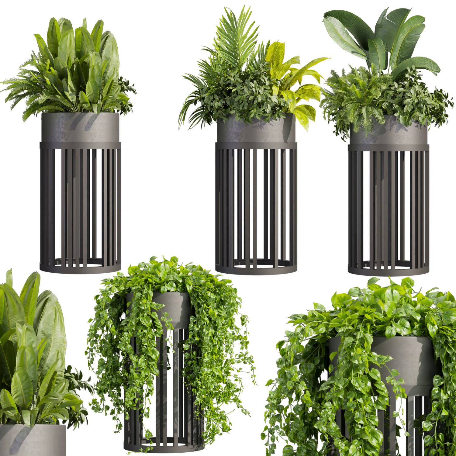 Collection plant vol 525 - circle - palm - office - pothos 3D Model .c4d .max .obj .3ds .fbx .stl .blend 