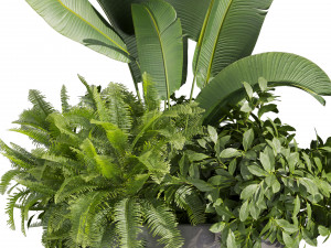 Collection plant vol 525 - circle - palm - office - pothos 3D मॉडल