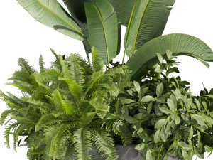 Collection plant vol 525 - circle - palm - office - pothos 3D Model