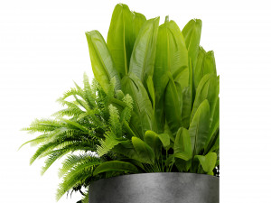 Collection plant vol 525 - blender model Modelo 3D