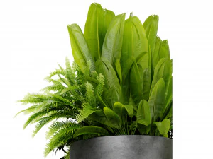 Collection plant vol 525 - blender model 3D Model