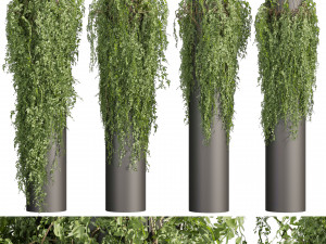 Collection plant vol 526 - bush - outdoor - column - fitowall - ivy 3D Model
