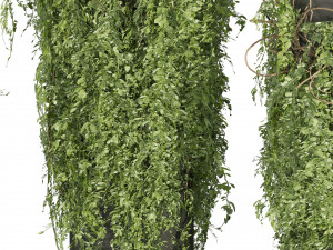 Collection plant vol 526 - bush - outdoor - column - fitowall - ivy 3Dモデル