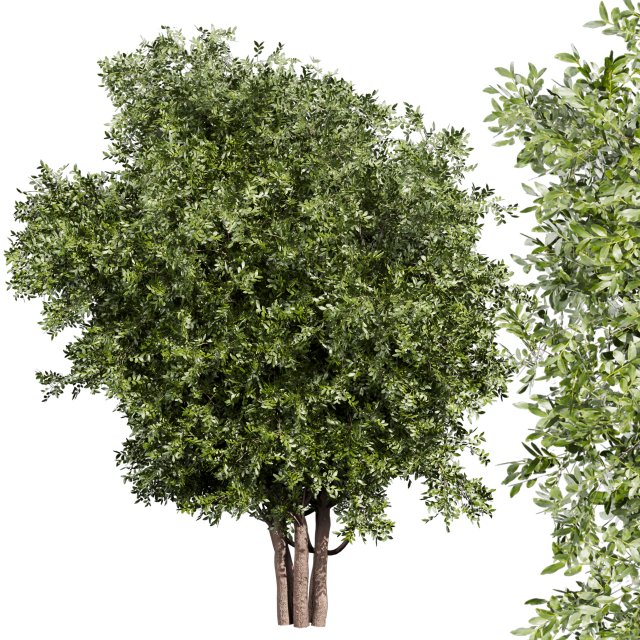 Collection plant vol 527 - Urban environment - tree - bay - laurel 3D Модель .c4d .max .obj .3ds .fbx .stl .blend 