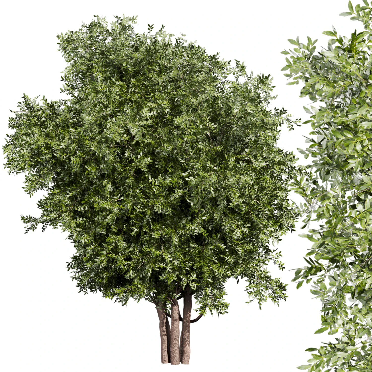 Collection plant vol 527 - Urban environment - tree - bay - laurel 3D Model .c4d .max .obj .3ds .fbx .stl .blend 