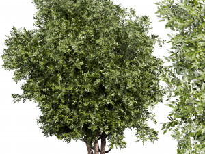 Collection plant vol 527 - Urban environment - tree - bay - laurel 3D Модель