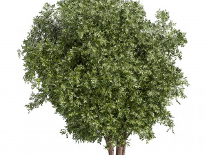 Collection plant vol 527 - Urban environment - tree - bay - laurel 3D Модель