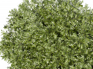 Collection plant vol 527 - Urban environment - tree - bay - laurel 3D Модель