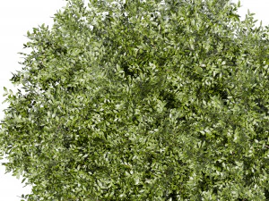 Collection plant vol 527 - Urban environment - tree - bay - laurel 3D Model