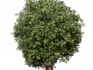 Collection plant vol 527 - Urban environment - tree - bay - laurel 3D Model