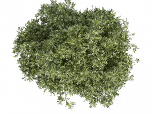 Collection plant vol 527 - Urban environment - tree - bay - laurel 3D Модель