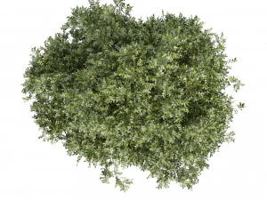 Collection plant vol 527 - Urban environment - tree - bay - laurel 3D Model