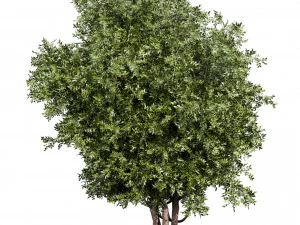 Collection plant vol 527 - Urban environment - tree - bay - laurel 3D Model
