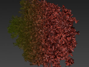 Collection plant vol 527 - Urban environment - tree - bay - laurel 3D Модель