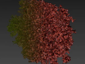 Collection plant vol 527 - Urban environment - tree - bay - laurel 3D Model