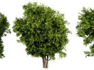 Collection plant vol 527 - blender model 3D Модель