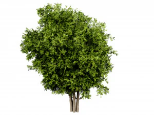 Collection plant vol 527 - blender model 3D Model