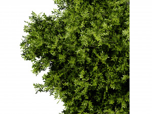 Collection plant vol 527 - blender model Modelo 3D