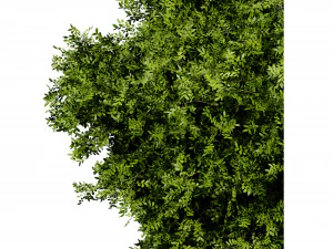 Collection plant vol 527 - blender model 3D Model