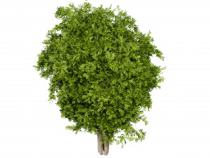Collection plant vol 527 - blender model Modelo 3D
