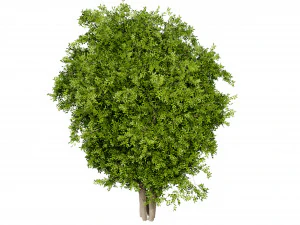 Collection plant vol 527 - blender model 3D Model