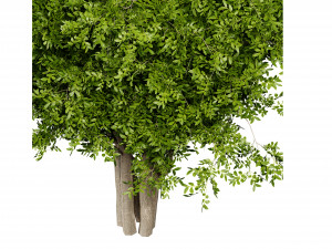 Collection plant vol 527 - blender model Modelo 3D